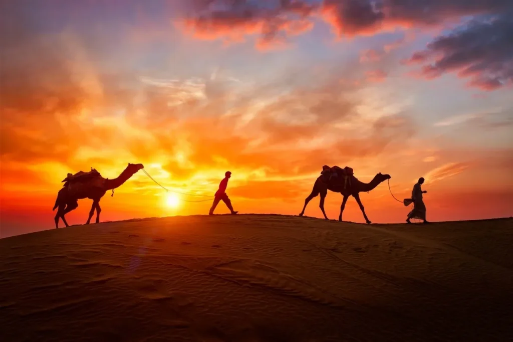 indian cameleers camel driver with camel silhouett 2023 11 27 05 05 57 utc 1575x1050 1280x853 converted.webp